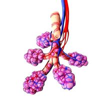 Realistic Human Bronchi Alveoli Anatomy