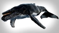Humpback Whale Rigged