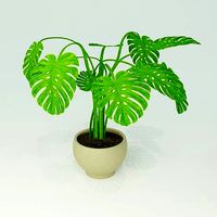 Monstera plant