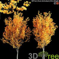 Acer circinatum -Vine Maple 04