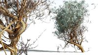 EVERYPlant Big Sagebrush 08 --12 Models--