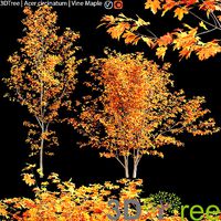 Acer circinatum-Vine Maple 03