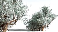 EVERYPlant Big Sagebrush 06 --12 Models--