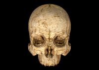 Skull Human