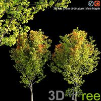 Acer circinatum -Vine Maple 02
