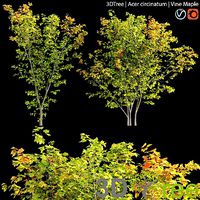 Acer circinatum- Vine Maple 01