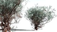 EVERYPlant Big Sagebrush 03 --12 Models--