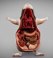 Guinea Pig Internal Anatomy