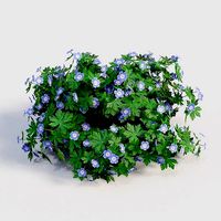 Geranium ROZANNE