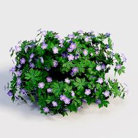 Geranium Pink