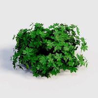 Geranium No Flowers