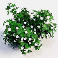 Geranium White