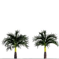 Adonidia merrillii  Manila palm