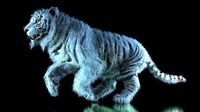 Raja The White Bengal Tiger 3D Model