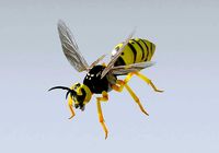 Wasp high poly
