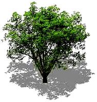 FREE TREE