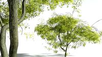 EVERYPlant Japanese Maple 12 --20 Models--