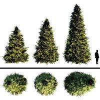 Tree Cupressus nootkatensis Alaska Cedar