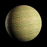 Cantaloupe Textur