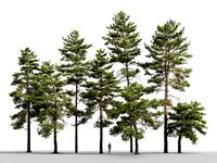Pinus Sylvestris Pack 02