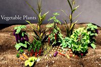 Vegetable Plants Update