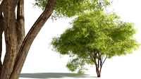 EVERYPlant Japanese Maple 11 --20 Models--