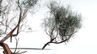 EVERYPlant Big Sagebrush LowPoly 10 --10 Models--