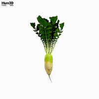 Korean Radish