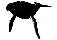 Humpback Whale -  Megaptera novaeangliae