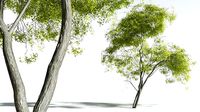 EVERYPlant Japanese Maple 10 --20 Models--