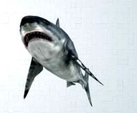 shark