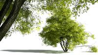 EVERYPlant Japanese Maple 09 --20 Models--