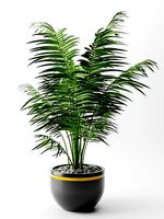 Areca palm Plant