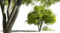 EVERYPlant Japanese Maple 07 --20 Models--