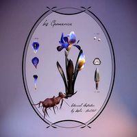 Iris germanica  Botanical Illustration  Low Poly Model