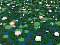 Low poly water lilies