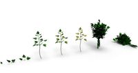 parsley