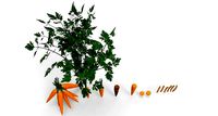 carrot