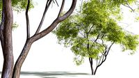EVERYPlant Japanese Maple 06 --20 Models--