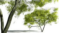 EVERYPlant Japanese Maple 05 --20 Models--