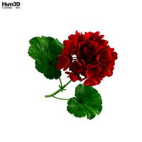 Geranium
