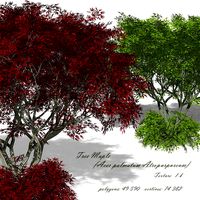 Tree Maple Acer palmatum Atropurpureum