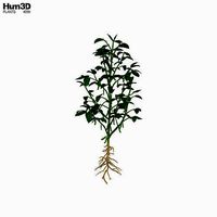 Soybean Plant