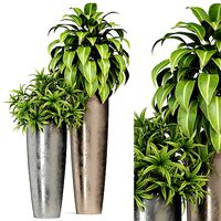 Plants collection 283 Fleurami ROYAL