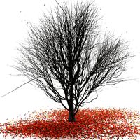 Platanus -winter