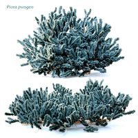 Picea pungens- Blue spruce
