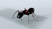 Ant model