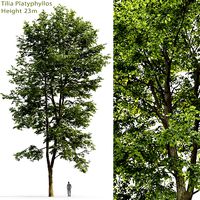 Tilia platyphyllos 09 H23m