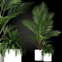 Plants collection 347