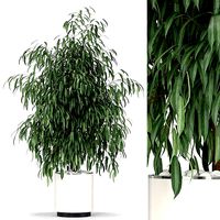 Plants collection 346